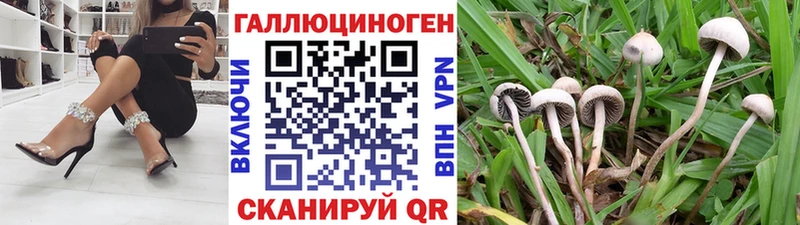 где можно купить   Беломорск  Галлюциногенные грибы Psilocybe 